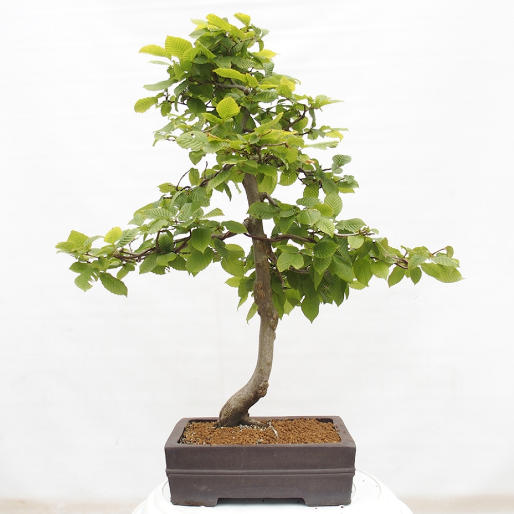 Outdoor bonsai - Hornbeam - Carpinus betulus