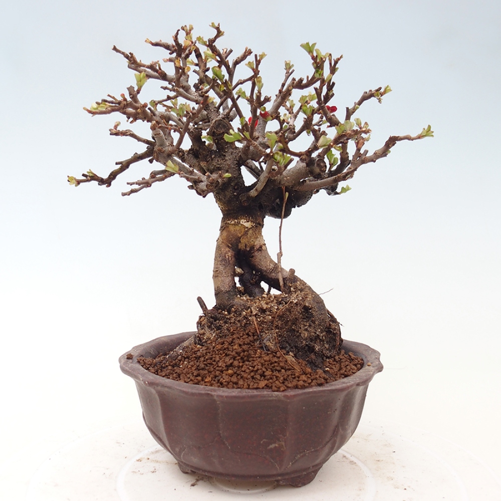 Outdoor bonsai - Chaneomeles speciosa - Quince