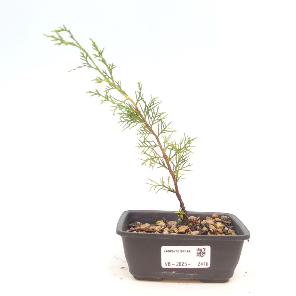 Outdoor bonsai - Juniperus chinensis Itoigawa - Chinese juniper