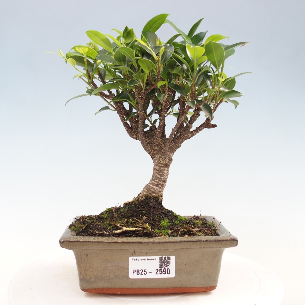 Indoor bonsai - Ficus retusa - small-leaved ficus