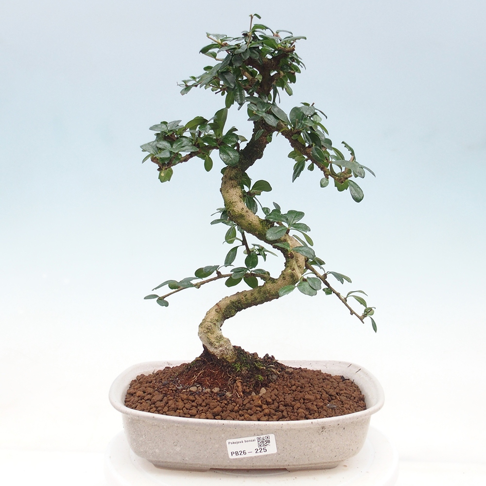 Room bonsai - Carmona macrophylla - Tea fuki