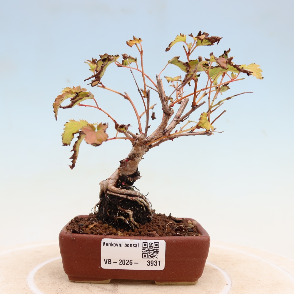 Outdoor Bonsai - Stephanandra incisa - Slender Stephanandra