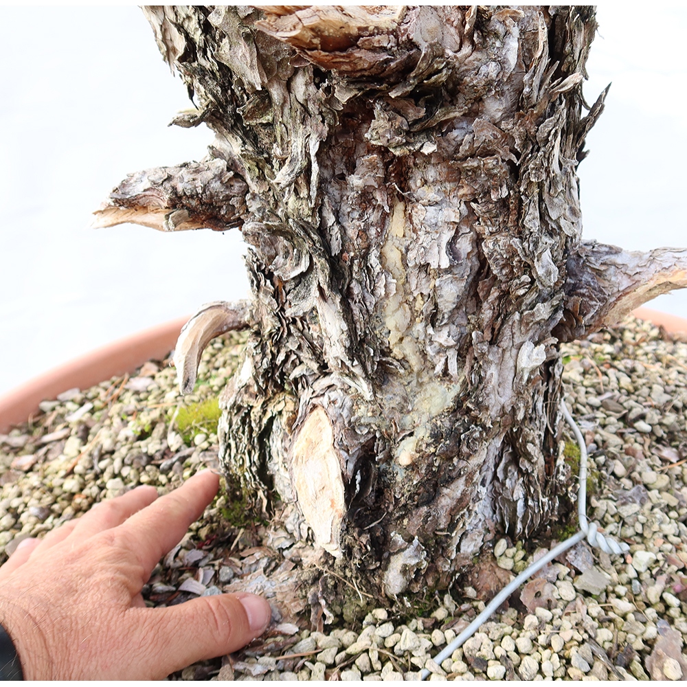 Pinus sylvestris Spain - Scots pine