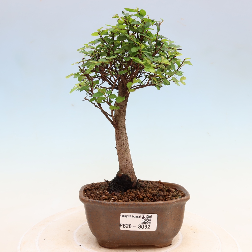Room bonsai - Ulmus parvifolia - Small-leaved elm