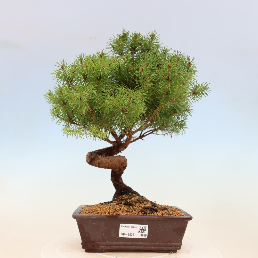 Outdoor bonsai - Spruce - Picea glauca globe