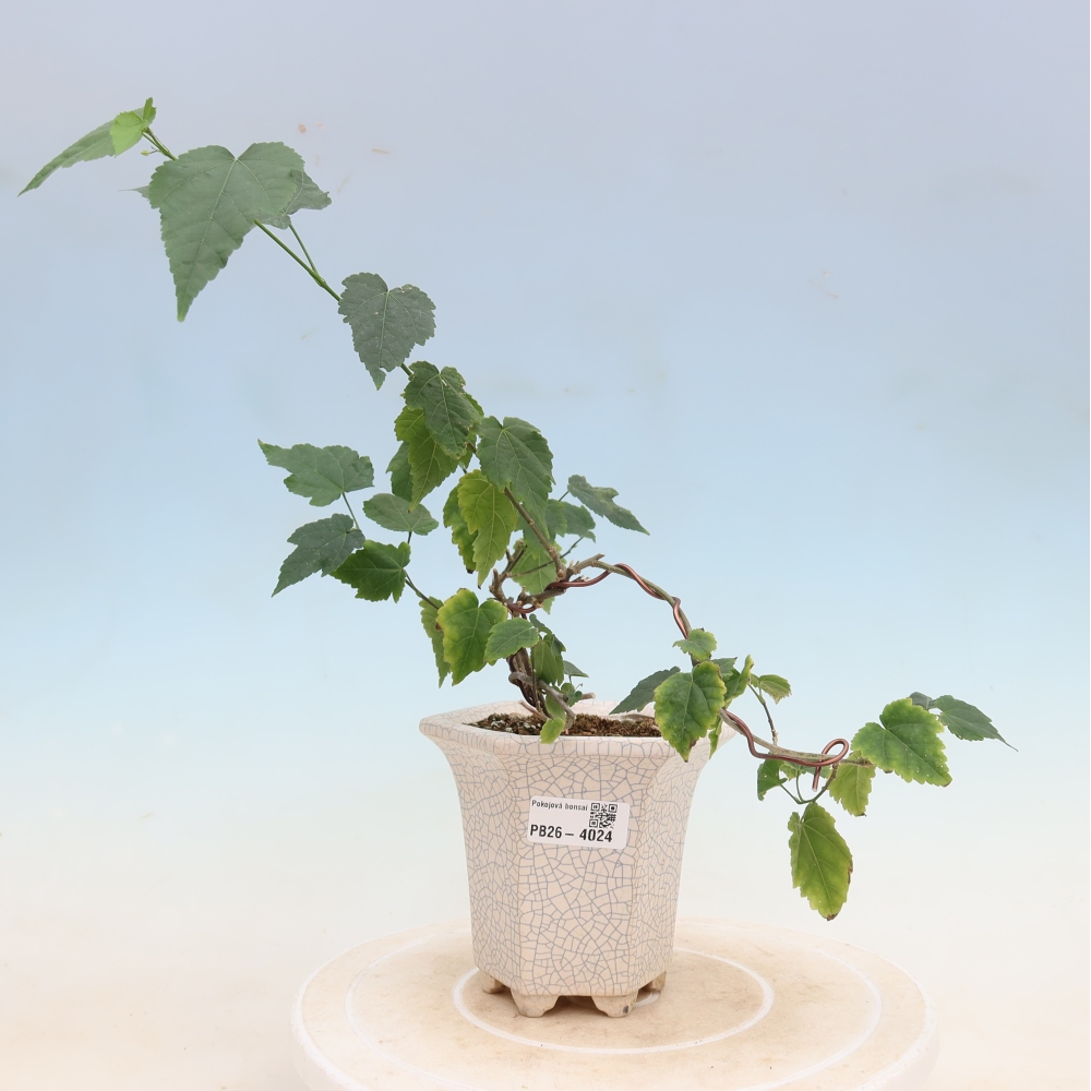 Indoor bonsai - Abutilon Big Bell - Cloudberry