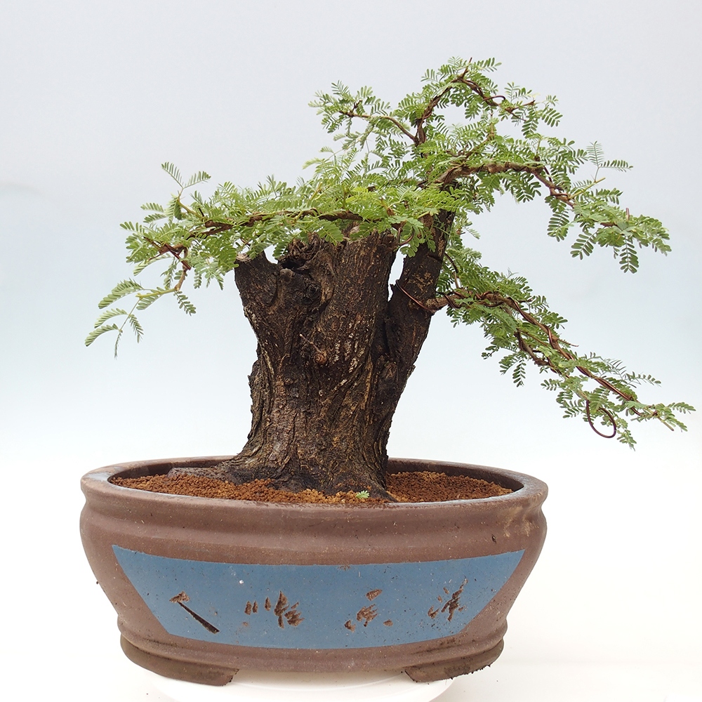 Indoor bonsai - Akacia Arabica