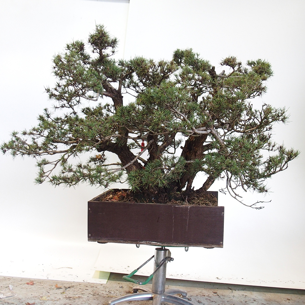 Yamadori - Pinus sylvestris Spain