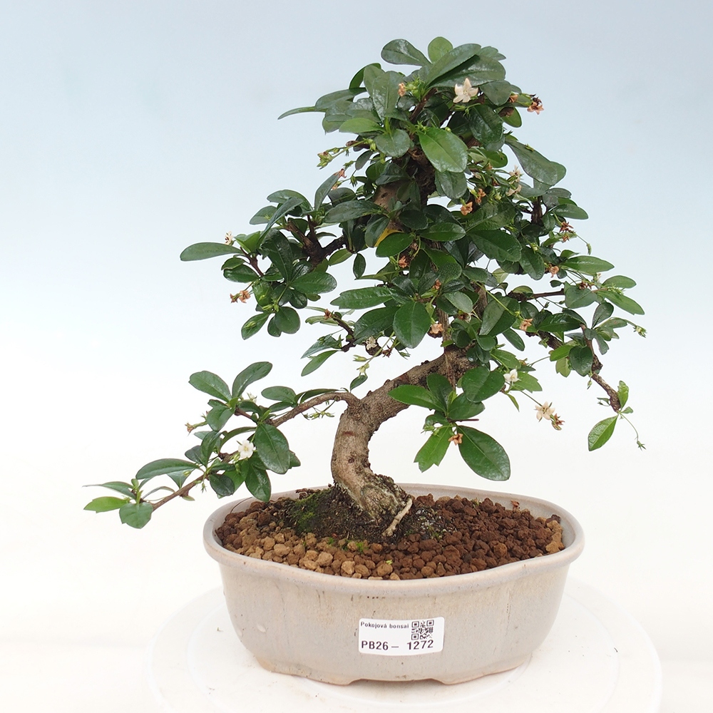 Room bonsai - Carmona macrophylla - Tea fuki
