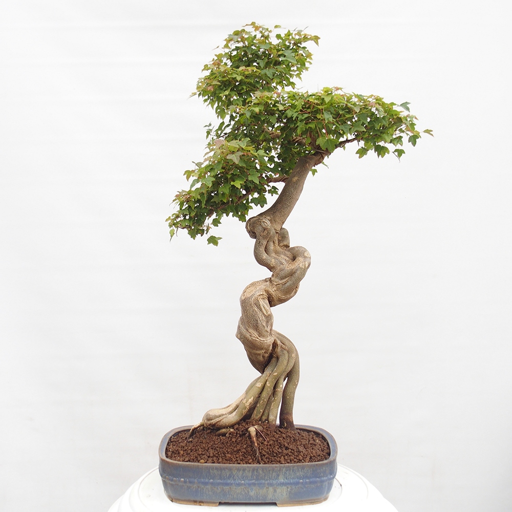 Outdoor bonsai - Maple Buergerianum - Burger Maple