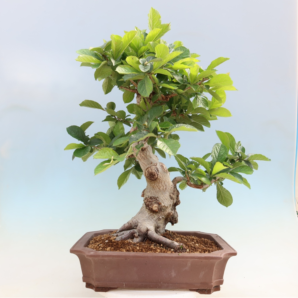 Outdoor Bonsai - Hairy Photinia - Photinia villosa