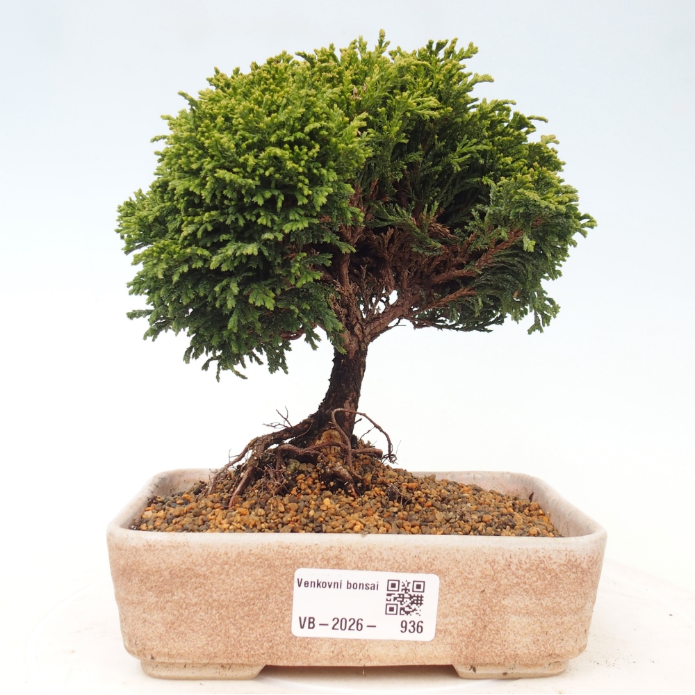 Outdoor bonsai - Cham.pis Parslori - Cypress