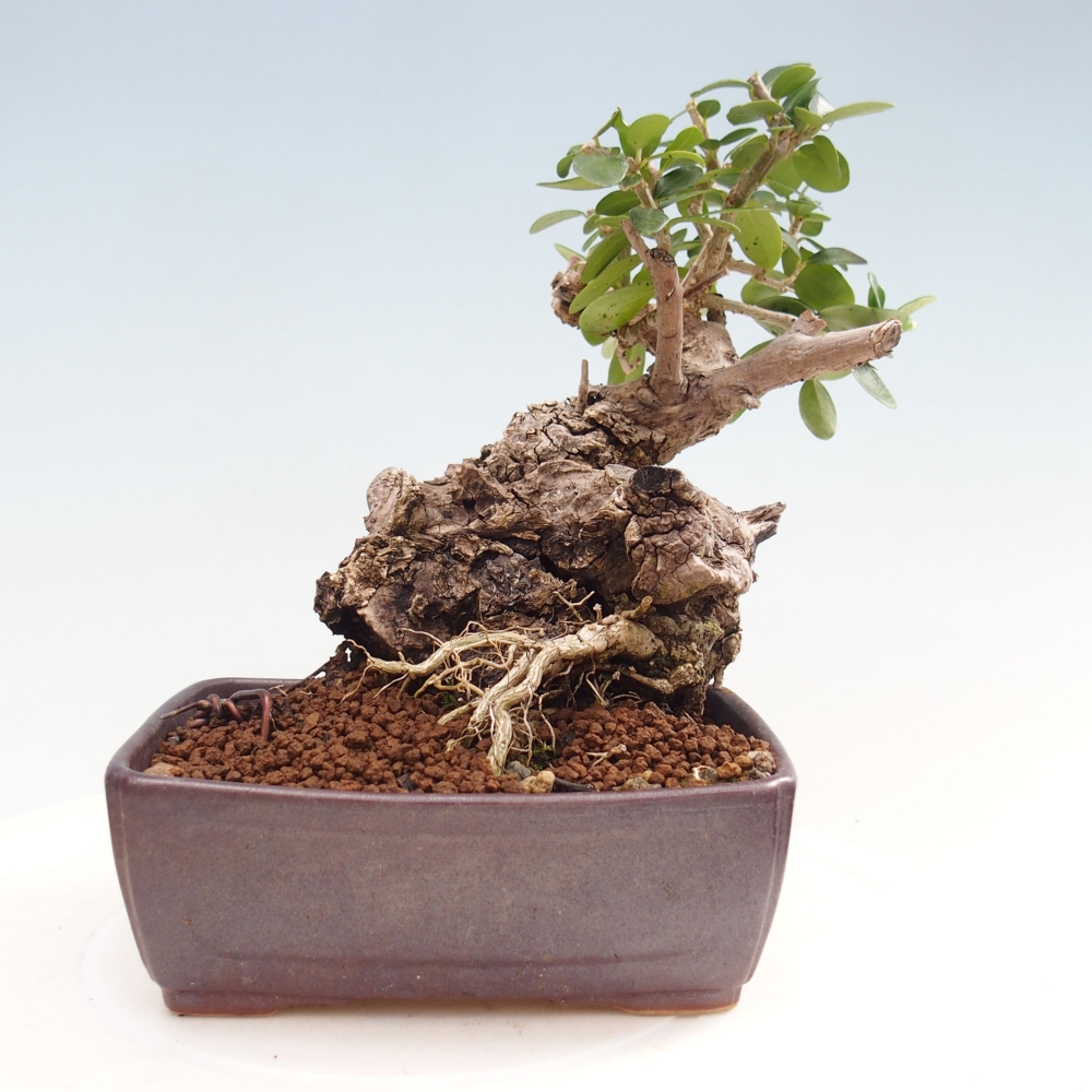 Indoor bonsai - Olea europaea sylvestris - European small-leaved olive oil