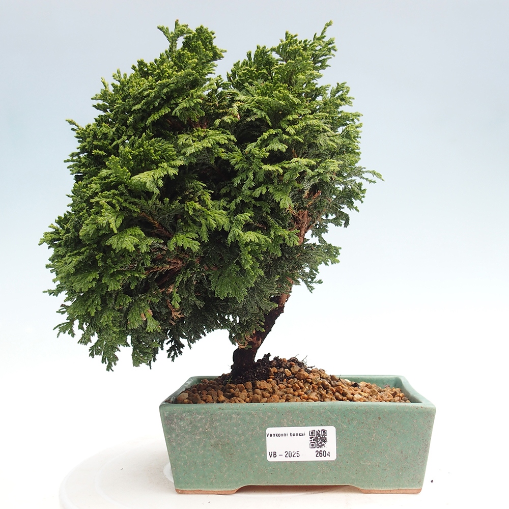 Outdoor bonsai - Cham.pis Parslori - Cypress