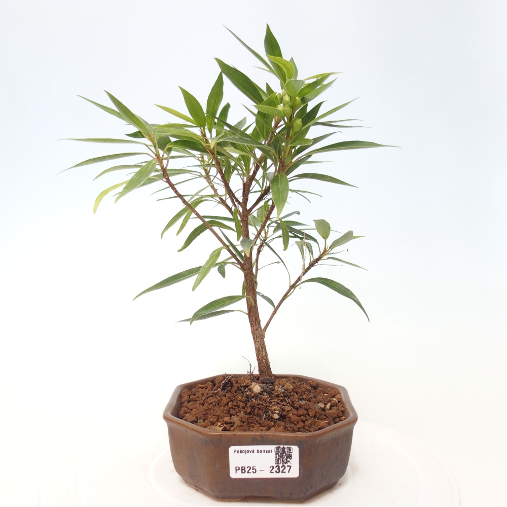 Indoor bonsai - Ficus nerifolia - small-leaved ficus