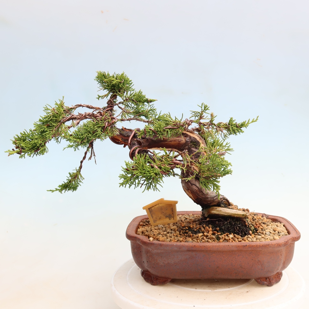 Outdoor Bonsai - Juniperus chinensis Itoigawa - Chinese Juniper