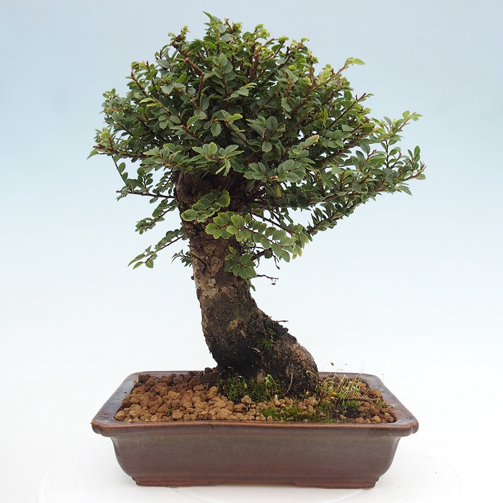 Outdoor bonsai - Ulmus parvifolia Hokkaido - Chinese elm