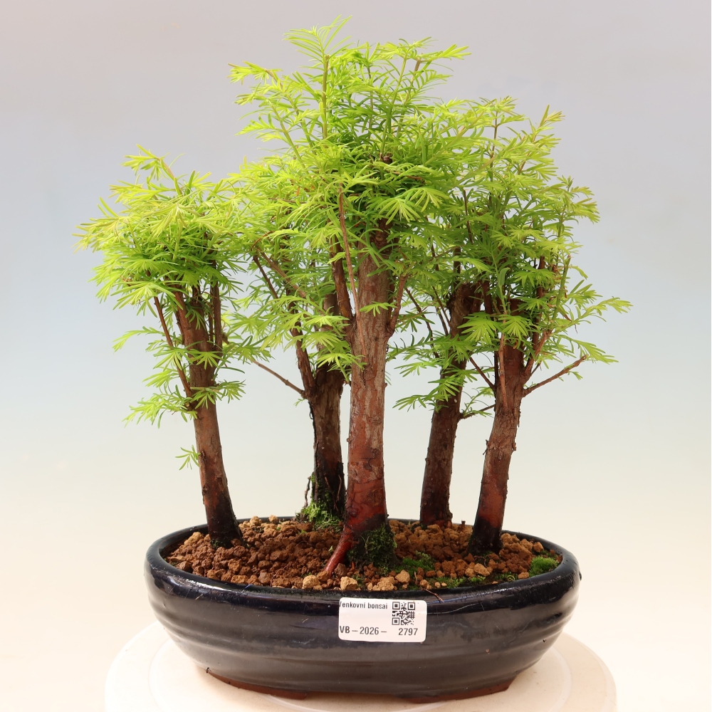 Outdoor Bonsai - Metasequoia glyptostroboides - Chinese Metasequoia - Grove