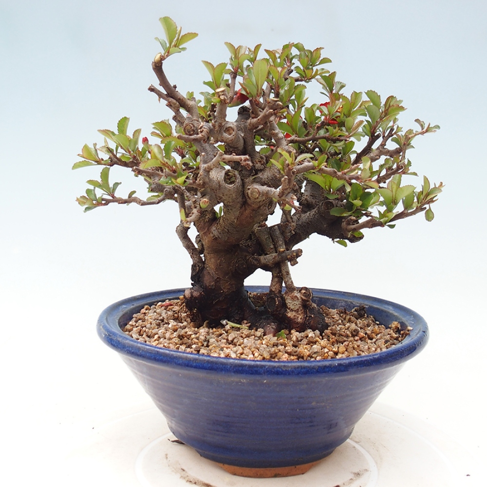 Outdoor bonsai - Chaneomeles speciosa - Quince