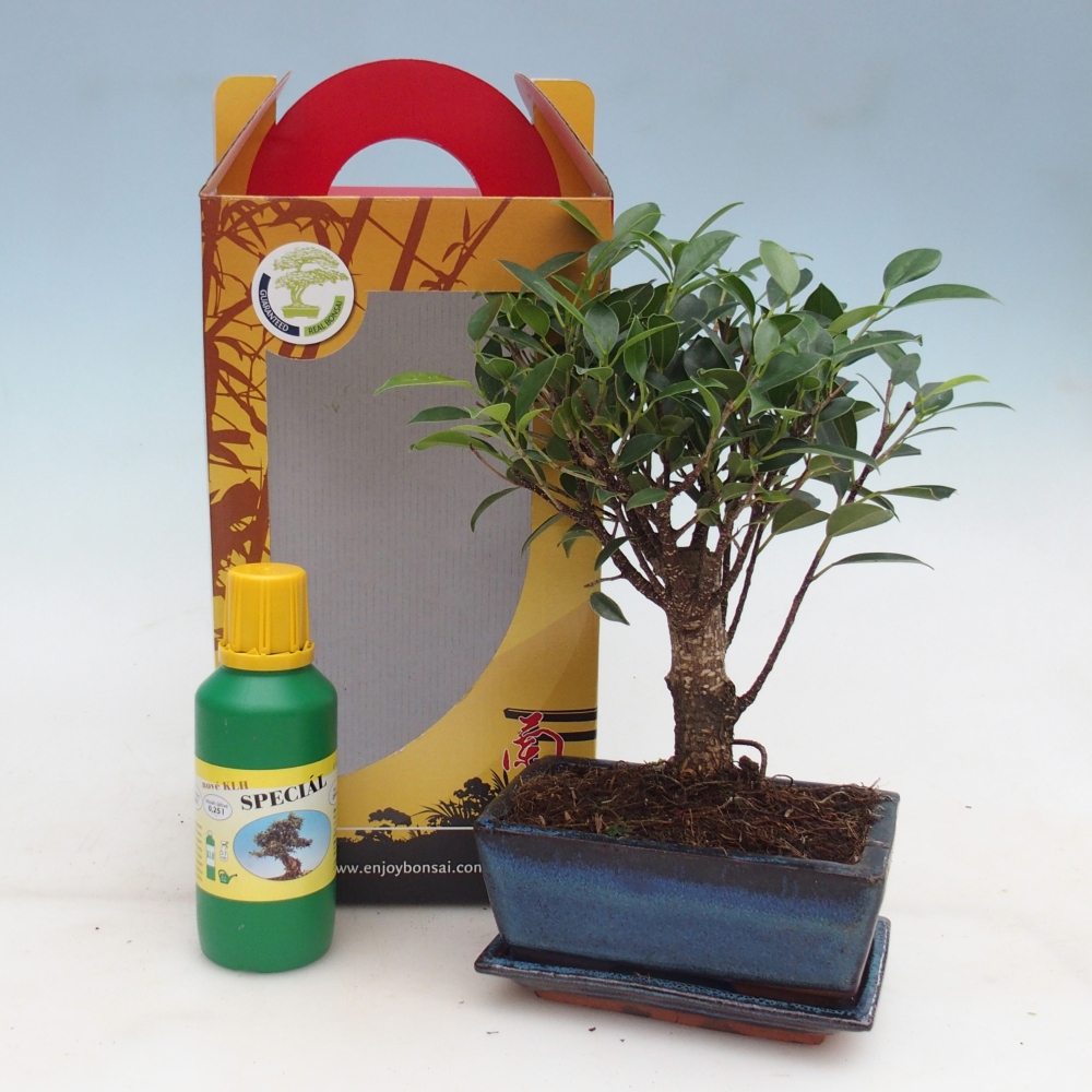 Room bonsai in gift box Ficus retusa - Small-leaved ficus