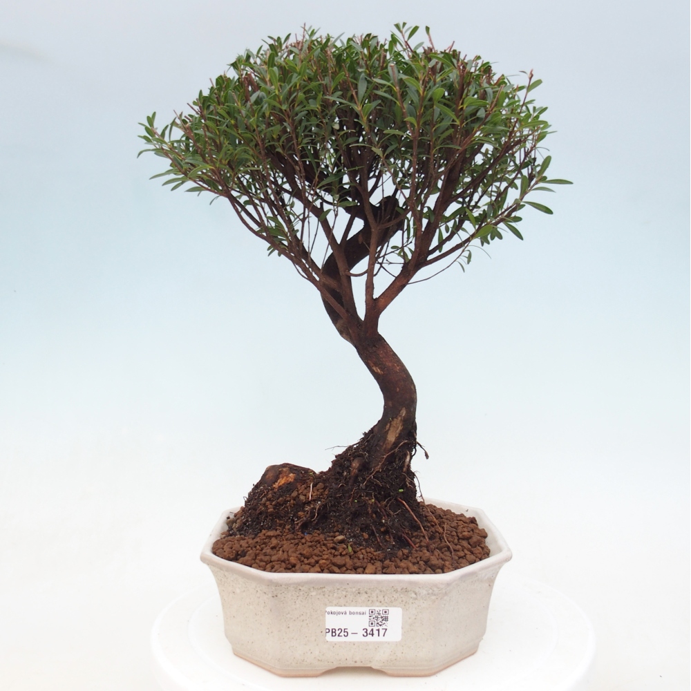 Room bonsai - Syzygium - Pimento