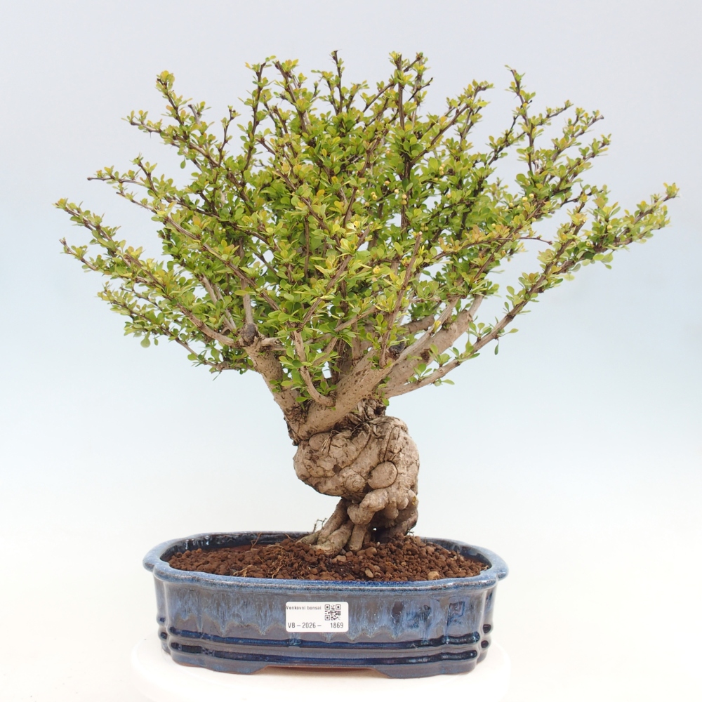 Outdoor bonsai - Berberis coreana