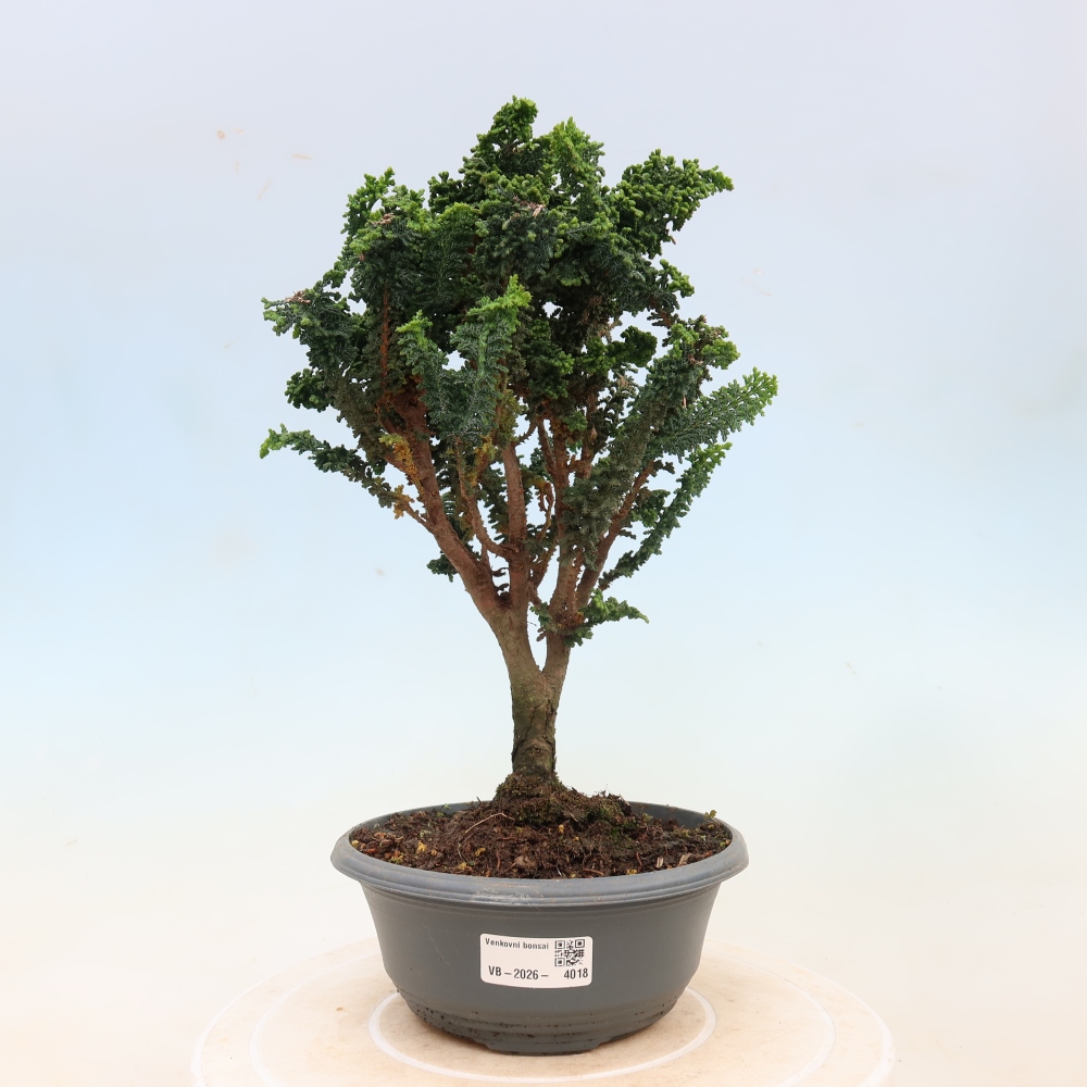 Outdoor bonsai - Cham. obtusa SEKKA HINOKI - Cypress