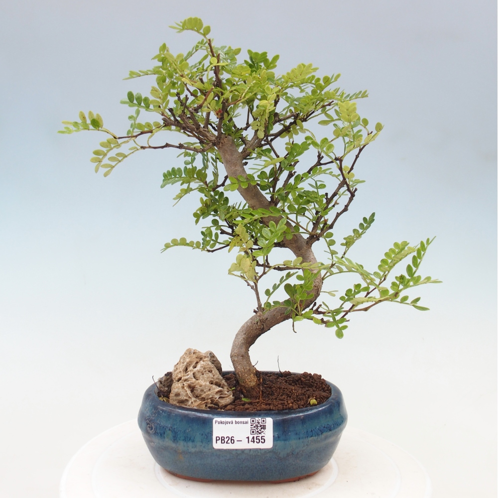 Room bonsai - Zantoxylum piperitum - pepper tree