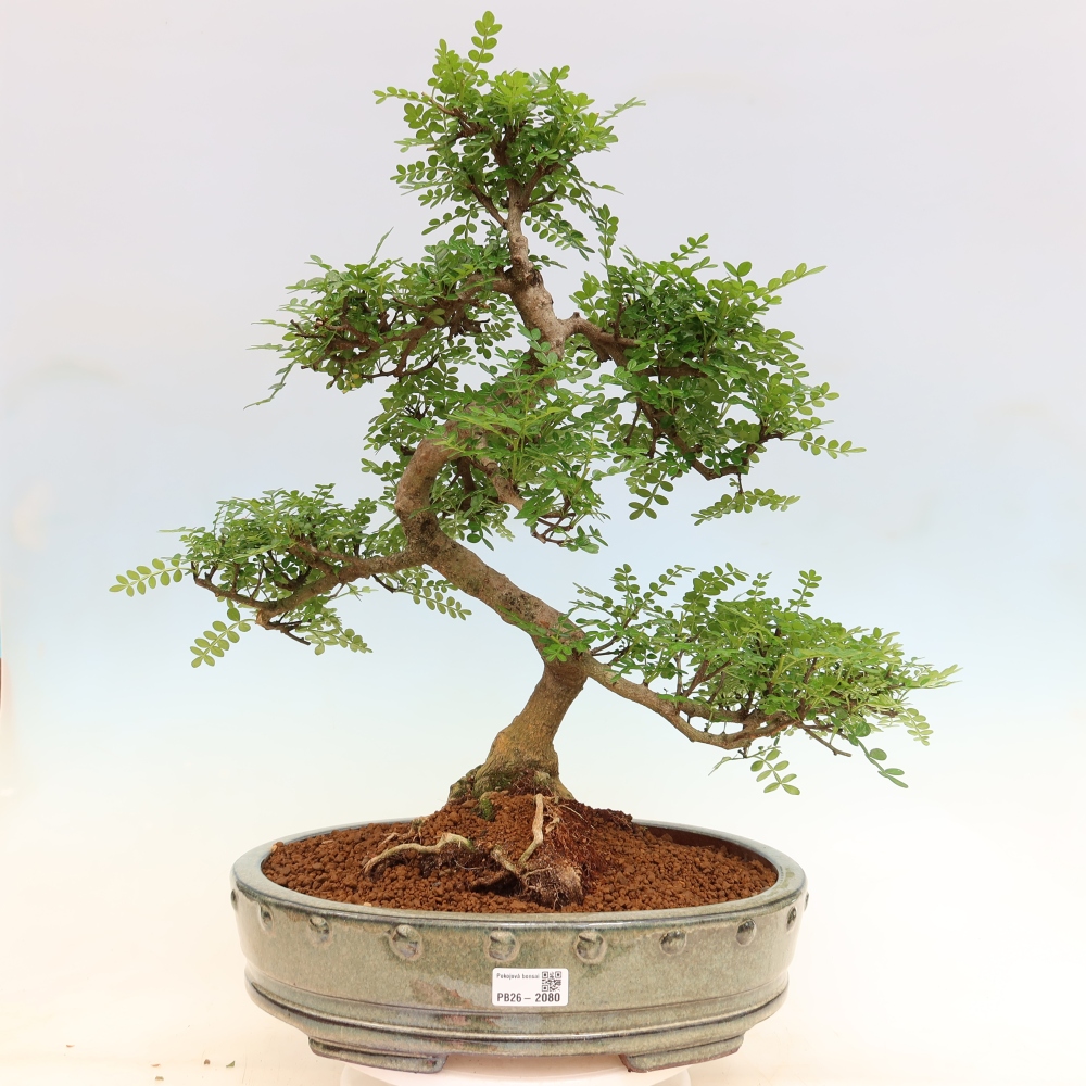 Room bonsai - Zantoxylum piperitum - pepper tree