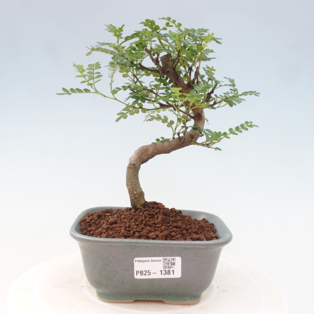 Indoor bonsai - Zantoxylum piperitum - Peppermint
