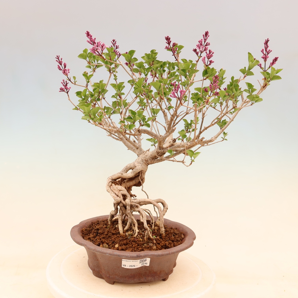 Outdoor bonsai - Syringa microphylla - small-flowered lilac