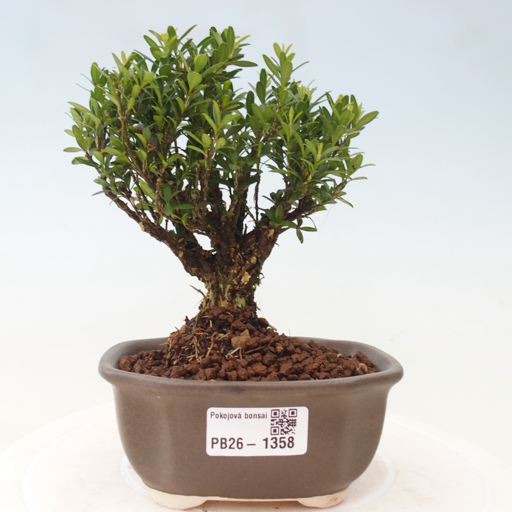 Room bonsai - Buxus harlandii - cork buxus
