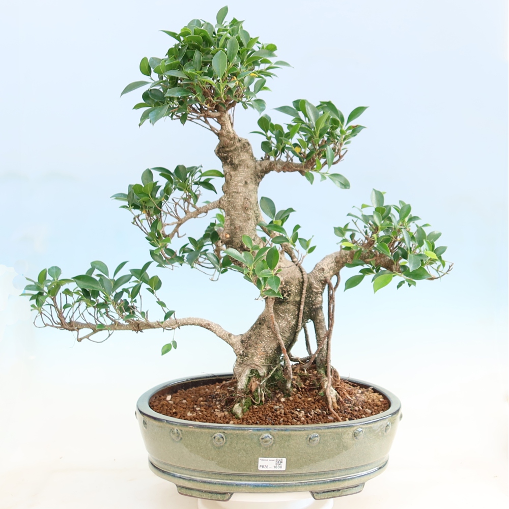 Room bonsai - Ficus kimmen - small-leaved ficus