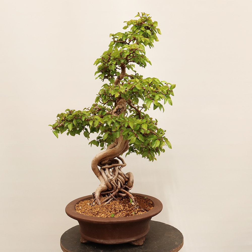 Outdoor bonsai - Carpinus Coreana - Korean hornbeam