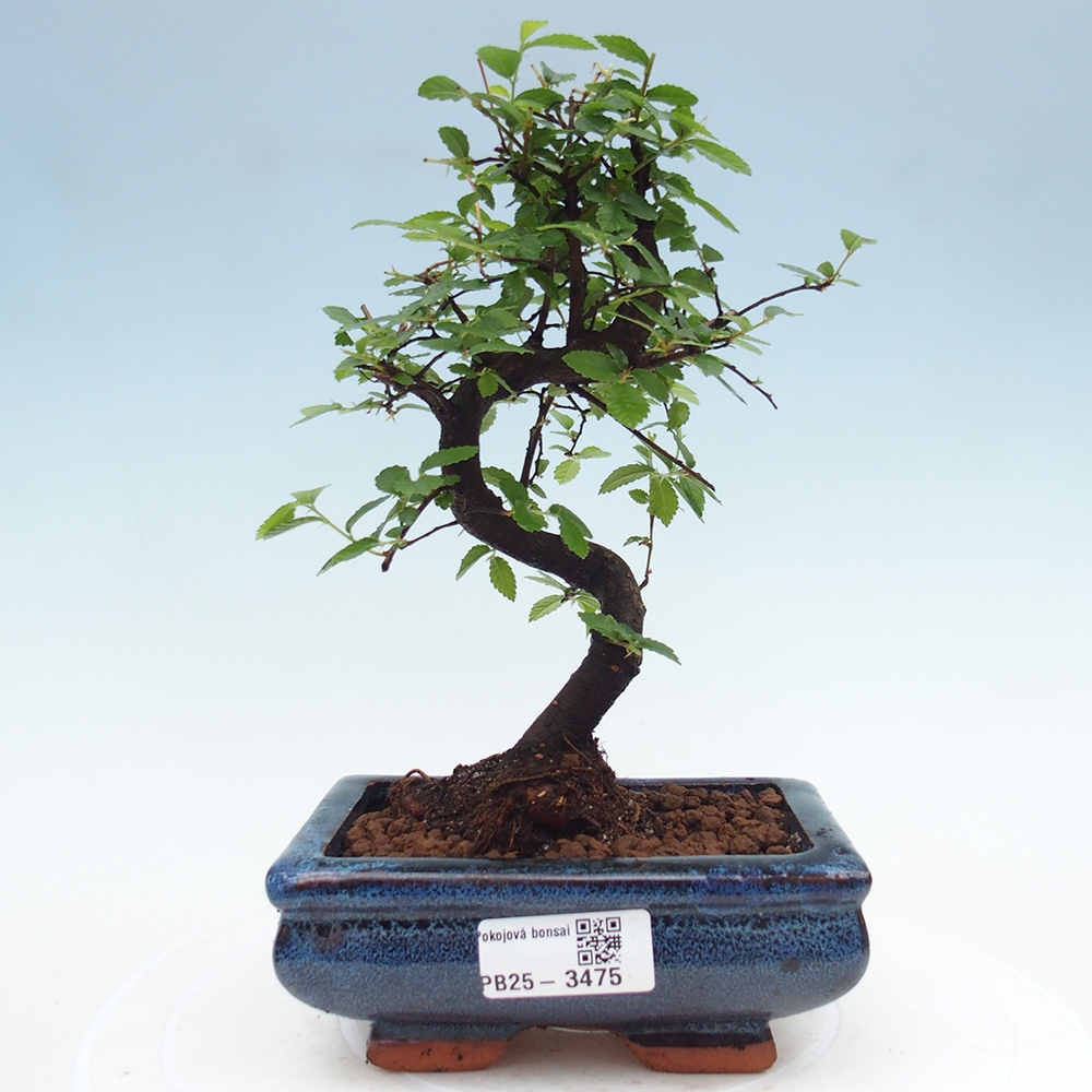 Room bonsai - Ulmus parvifolia - Small-leaved elm