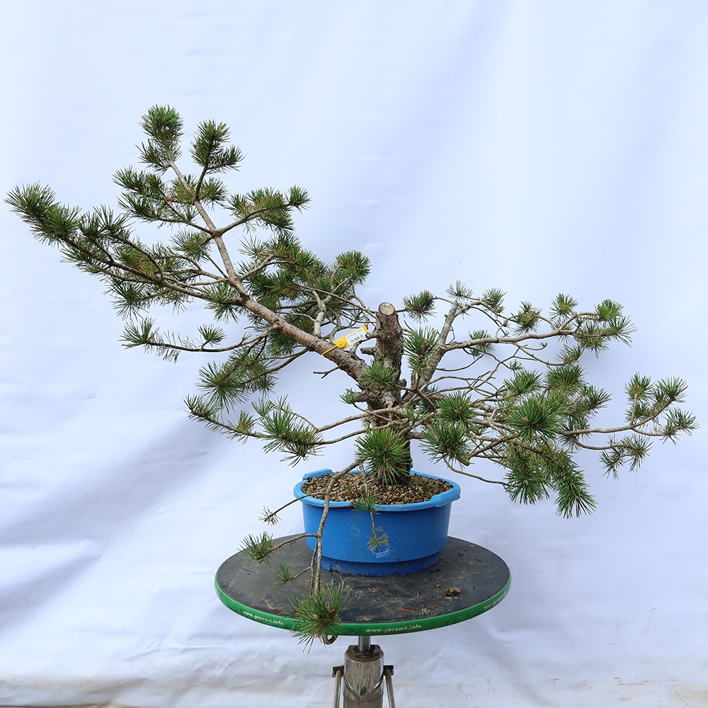 Pinus sylvestris Spain - Scots pine