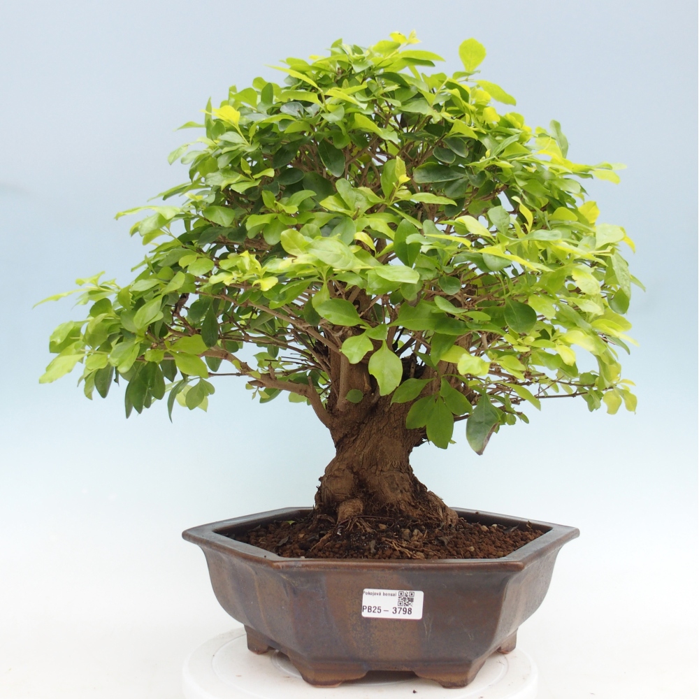 Room bonsai - Duranta erecta Aurea - PERSONAL COLLECTION ONLY or pallet transport
