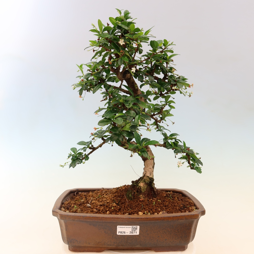 Room bonsai - Carmona macrophylla - Tea fuki
