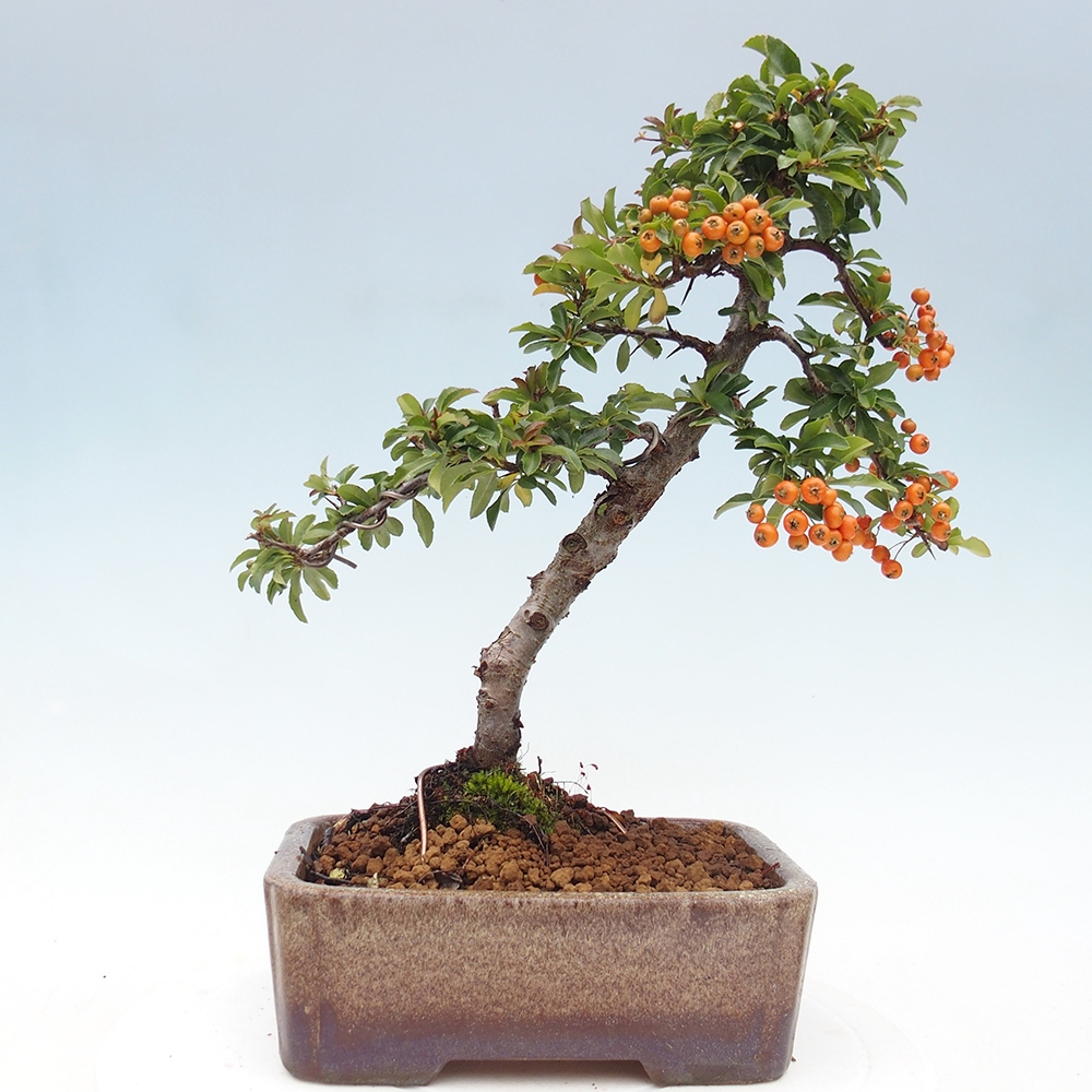 Outdoor Bonsai-Pyracanta Teton -Bakery