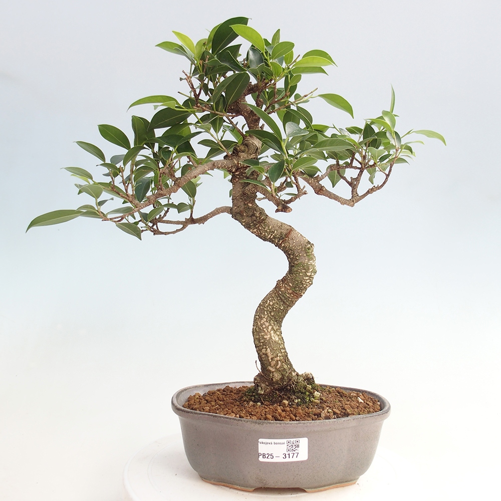 Indoor bonsai - Ficus retusa - small ficus