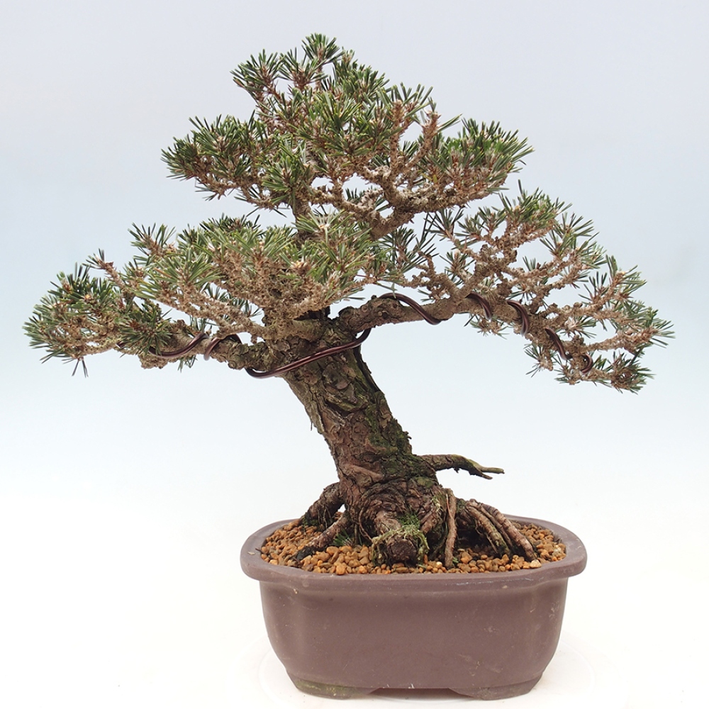 Outdoor bonsai - Pinus thunbergii Kotobuki - Thunberg pine