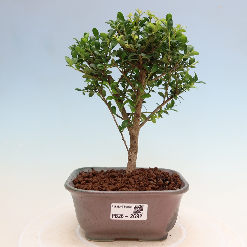 Room bonsai - Ilex crenata - Holly