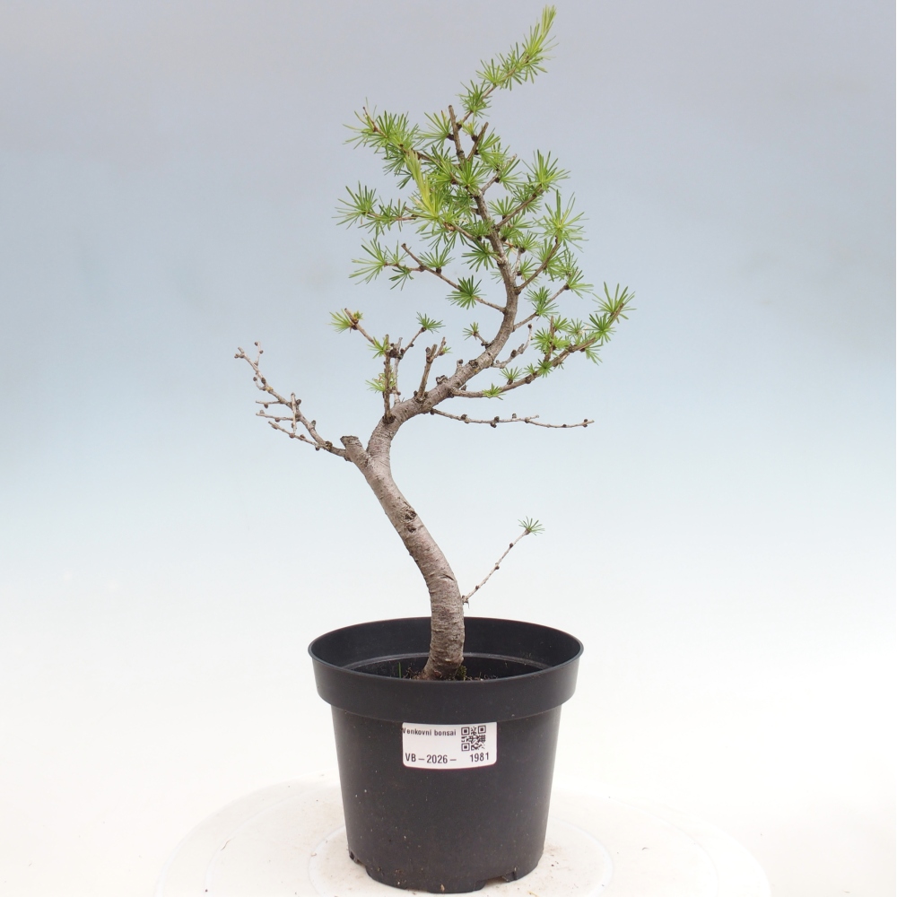 Outdoor bonsai -Larix decidua - Larch