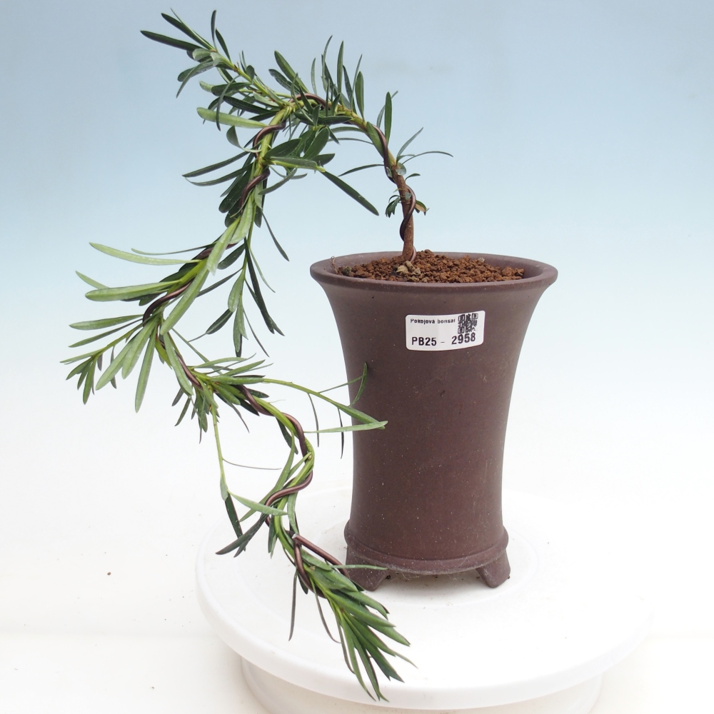 Indoor bonsai - Podocarpus - Stone thous