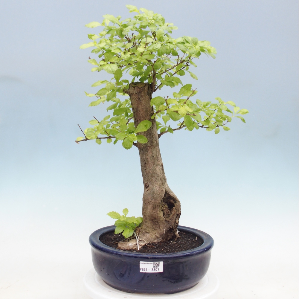 Room bonsai - Duranta erecta Aurea