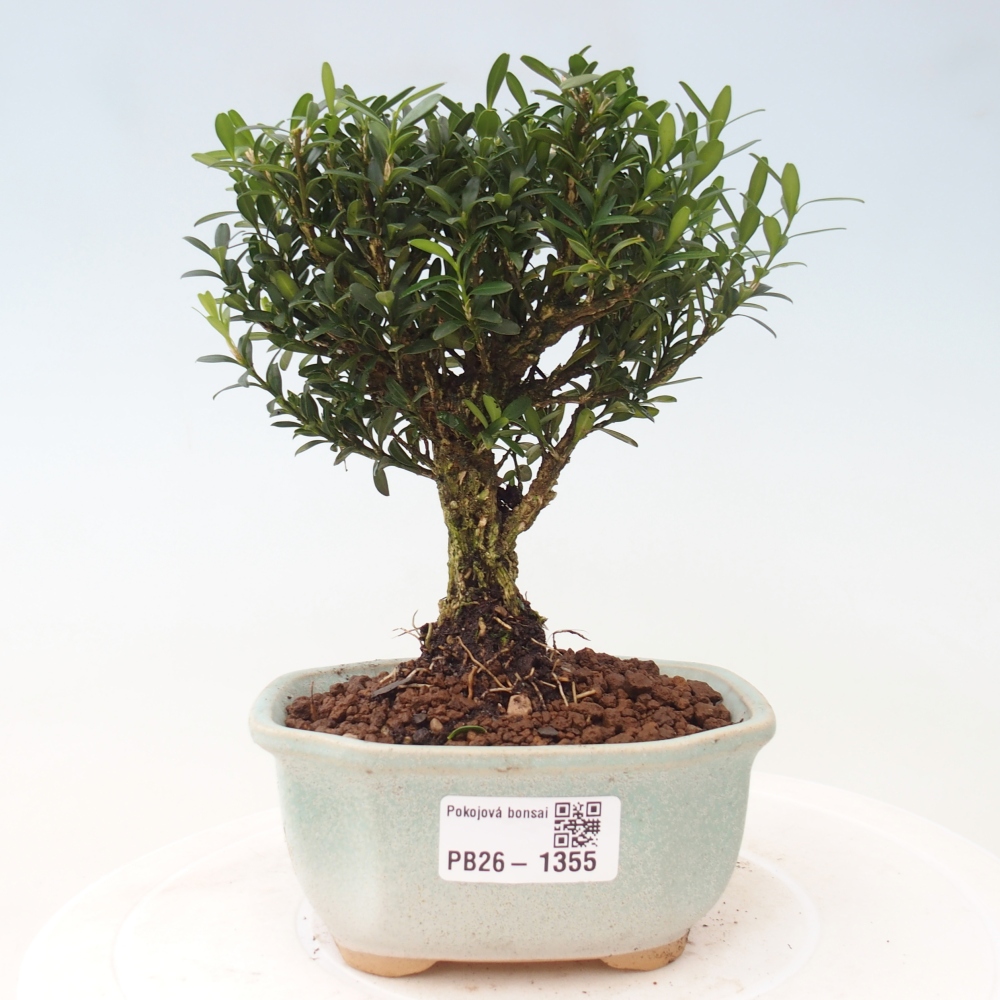 Room bonsai - Buxus harlandii - cork buxus