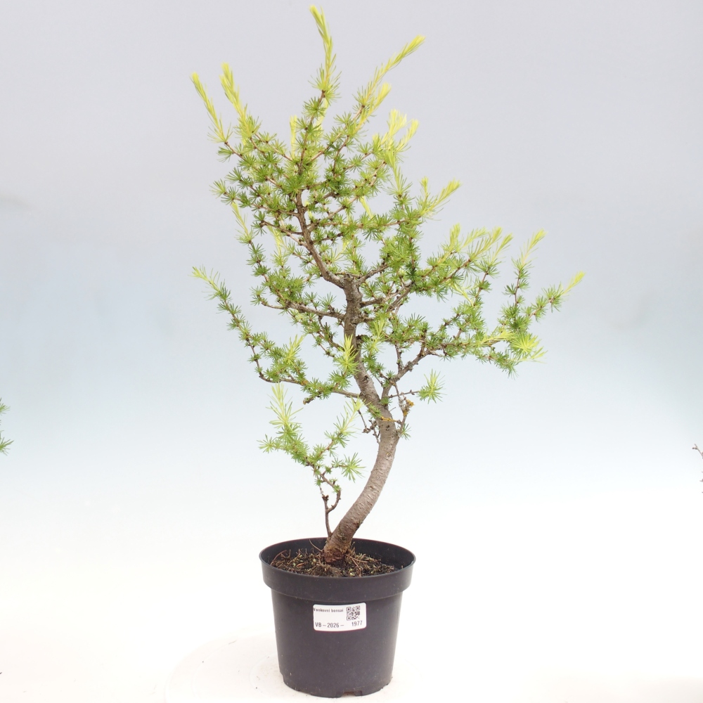 Outdoor bonsai -Larix decidua - Larch