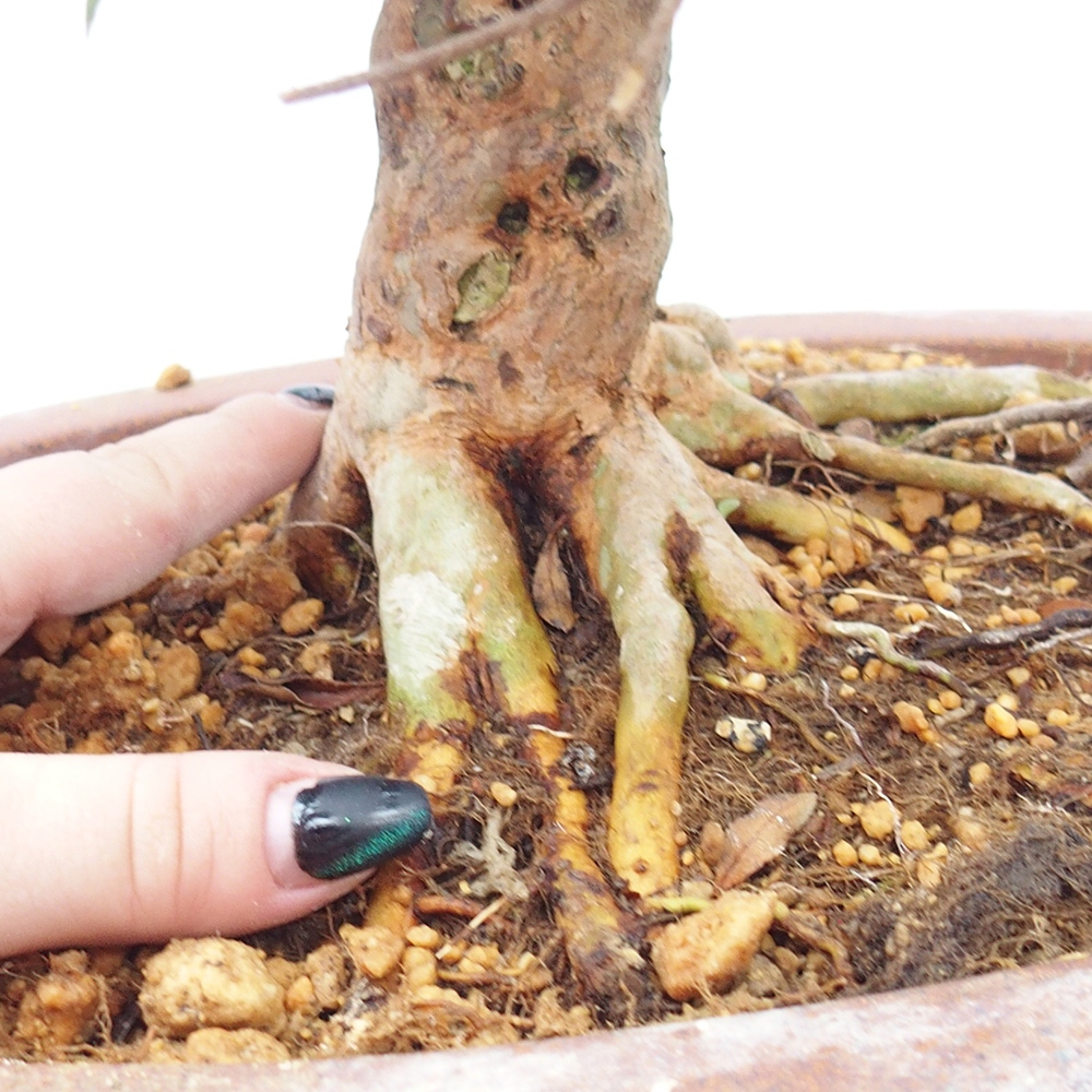 Outdoor bonsai - Japanese Azalea - Azalea Hanatsuzuri
