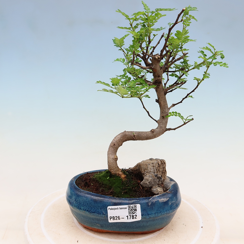 Room bonsai - Zantoxylum piperitum - pepper tree