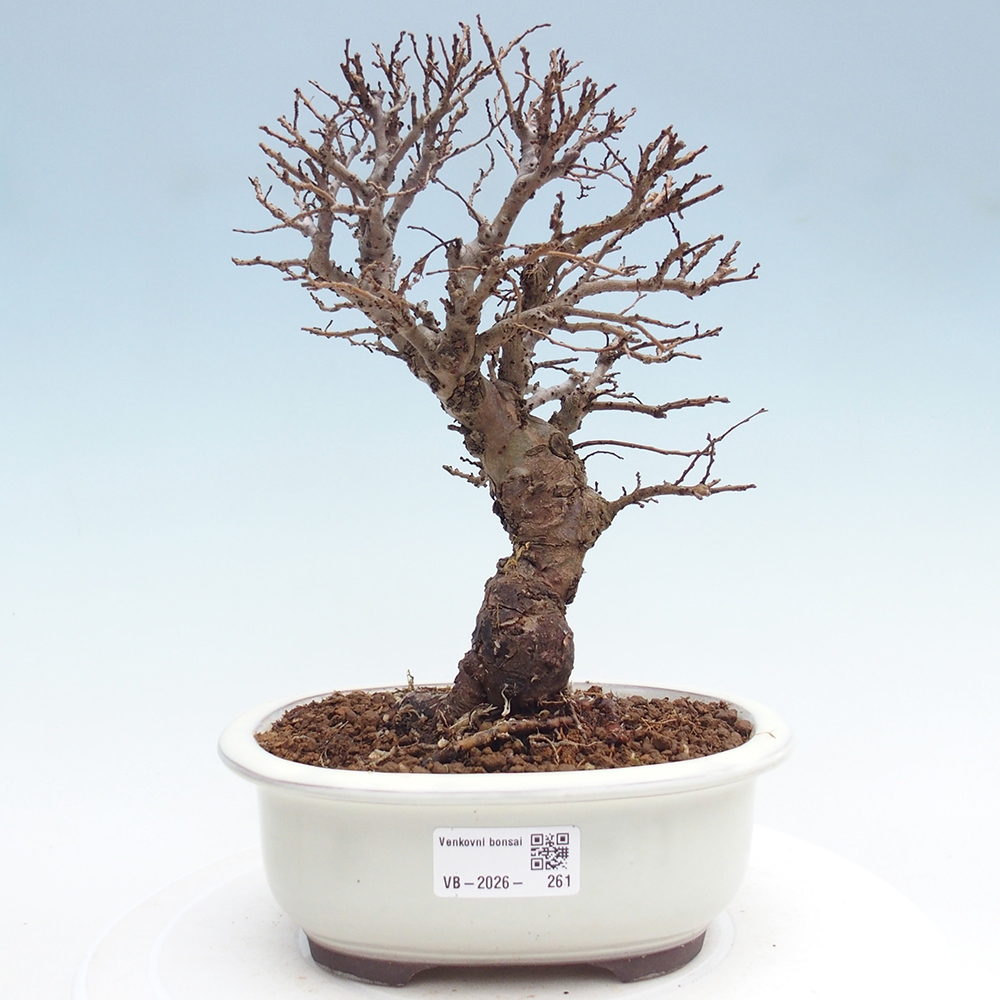 Outdoor bonsai - Zelkova - Zelkova NIRE